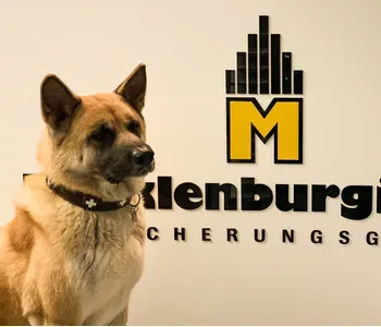 Porträt von Hatshi (Mecklenburgische Versicherung) Porträt von Hatshi (Mecklenburgische Versicherung)