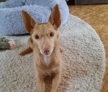 Porträt von Tilda (Mecklenburgische Versicherung) Porträt von Tilda (Mecklenburgische Versicherung)