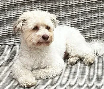 Porträt von Fiete Over (Mecklenburgische Versicherung) Porträt von Fiete Over (Mecklenburgische Versicherung)