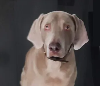 Porträt von Aura (Mecklenburgische Versicherung) Porträt von Aura (Mecklenburgische Versicherung)