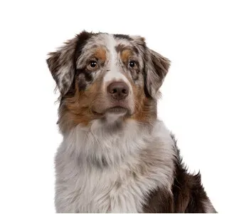 Porträt von Campino (Mecklenburgische Versicherung) Porträt von Campino (Mecklenburgische Versicherung)