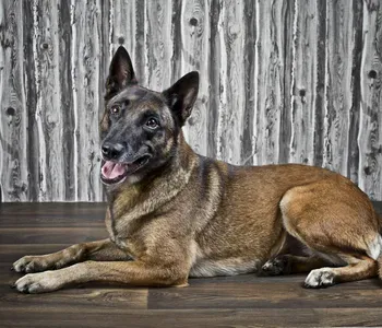 Porträt von Rika (Mecklenburgische Versicherung) Porträt von Rika (Mecklenburgische Versicherung)