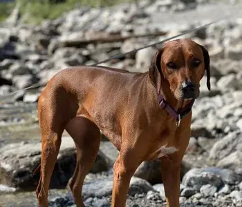 Porträt von Isla (Mecklenburgische Versicherung) Porträt von Isla (Mecklenburgische Versicherung)