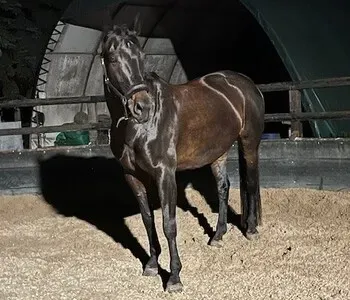 Porträt von Tadellos (Mecklenburgische Versicherung) Porträt von Tadellos (Mecklenburgische Versicherung)